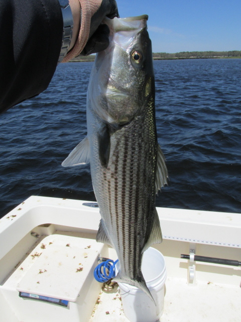 Striped Bass charter fishing on the Merrimack River, Newburyport MA